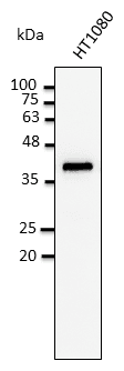 IHC-plus™ GAPDH Antibody (C-Terminus)