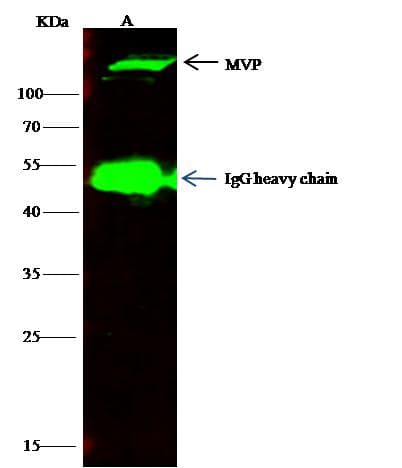 MVP / VAULT1 Antibody (Preservative Free)