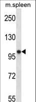 POLR3B Antibody (aa330-359)