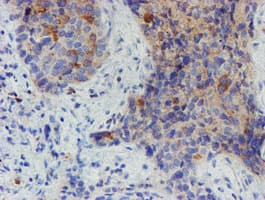 MYNN Antibody (clone OTI1F10)