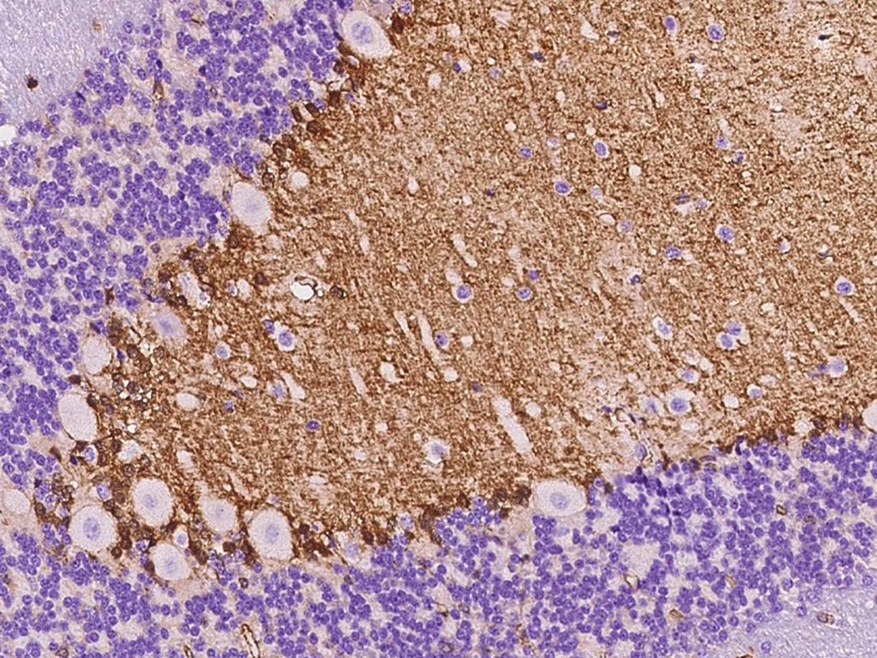 FAM107A / TU3A Antibody