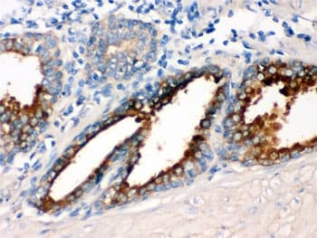 GNAQ Antibody