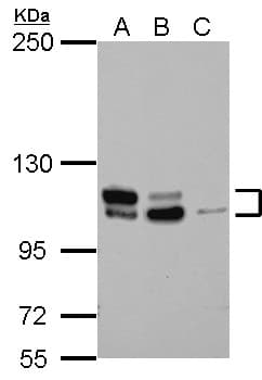 IHC-plus™ MTBP / Mdm2-Binding Protein Antibody