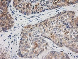 TOMM34 Antibody (clone OTI2A9, Carrier-free)