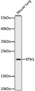 Polyclonal Rabbit anti-Human RTN1 / Reticulon 1 Antibody (WB)
