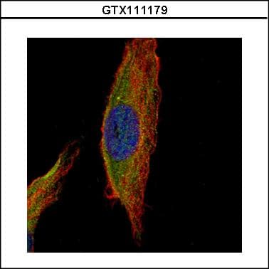 UNC13B Antibody (aa680-957)