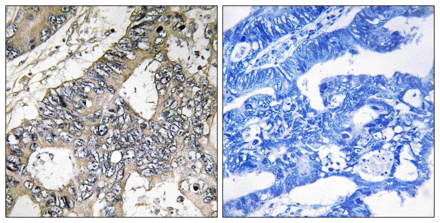GUF1 Antibody