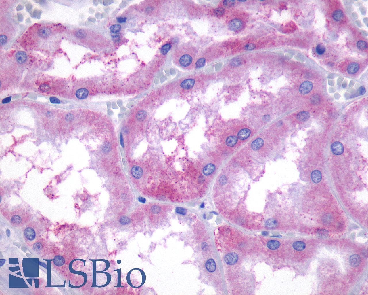 IHC-plus™ SIPR3 / EDG3 / S1P3 Antibody (C-Terminus)