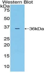 MAP2K7 / MEK7 Antibody (aa113-388)