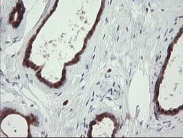 SDSL / Serine Dehydratase-Like Antibody (clone OTI1A8)