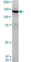 UNC13D Antibody (clone 2C7)