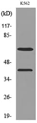 P450SCC / CYP11A1 Antibody