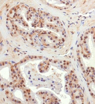 NIX / BNIP3L Antibody (Biotin)