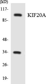 RAB6KIFL / KIF20A Antibody (aa475-524)