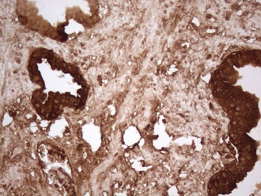 KLK3 / PSA Antibody (aa25-261, clone OTI2C9, Carrier-free)
