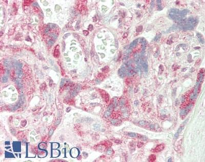 IHC-plus™ Polyclonal Rabbit anti-Human ADH5 Antibody (aa212-239, IHC, WB)