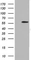 Monoclonal Mouse anti-Human DYNC1LI1 Antibody (clone OTI2E8, IF, WB)