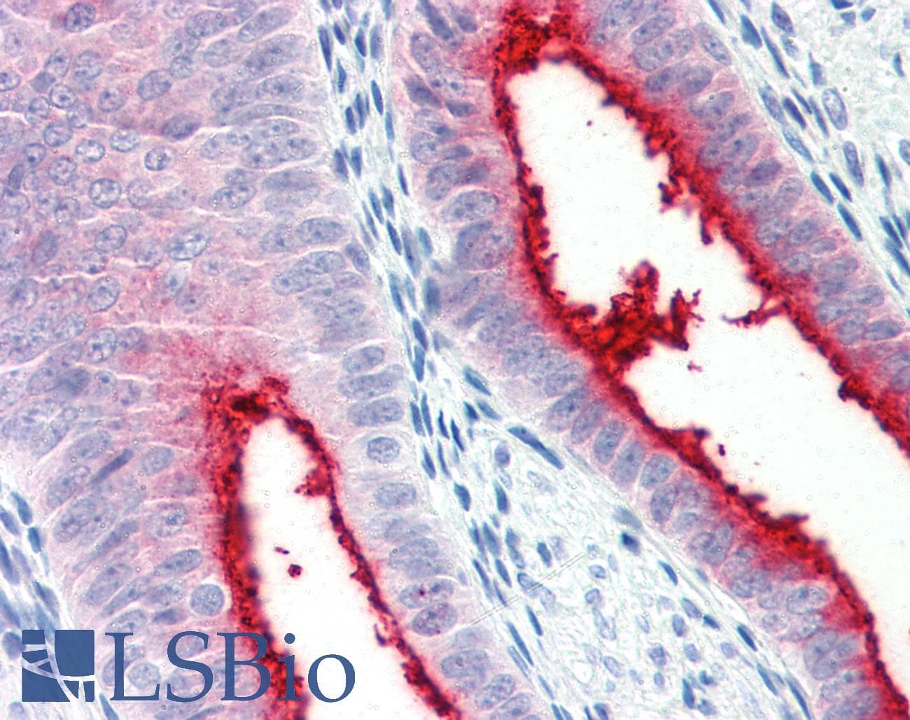 IHC-plus™ ENPP3 / CD203c Antibody (C-Terminus)