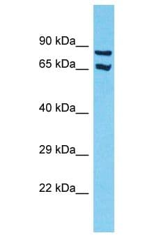 SLC7A8 / LAT2 Antibody (aa9-58)