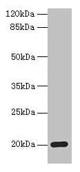 MPV17 Antibody (aa1-176)