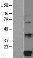 POMP / HSPC014 Protein (Over-Expression Lysate Myc-DDK (Flag))