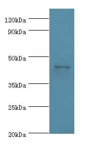 APOA4 Antibody (aa21-396, Biotin)