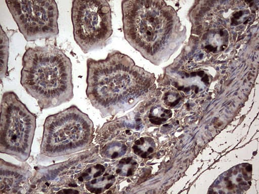 Monoclonal Rat BrdU Antibody (clone 4A5, IHC)