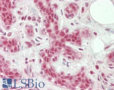 IHC-plus™ TFIIB Antibody (aa100-150)