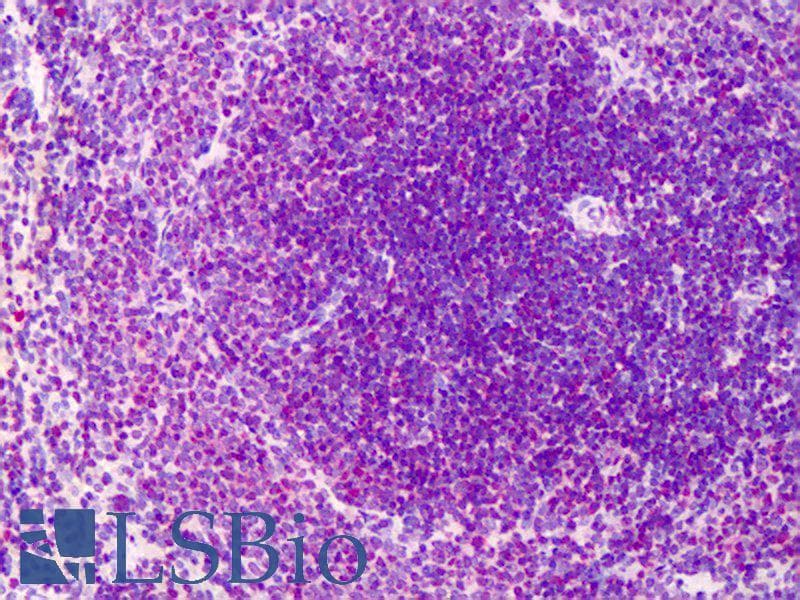CD45RA Antibody (clone MRC OX-33)