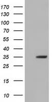 SDR9C7 Antibody (clone OTI10D2)