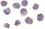 RICK / RIP2 Antibody (aa11-30)