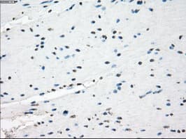 GBP2 Antibody (clone OTI4E7, Carrier-free)