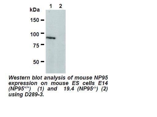 Monoclonal Rat anti-Mouse UHRF1 Antibody (clone Th-10a, WB)