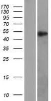 Human RXTA / RXR-Alpha Protein (Over-Expression Lysate Myc-DDK (Flag))