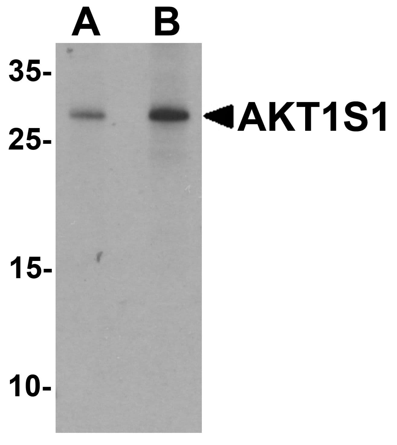 AKT1S1 / PRAS40 Antibody