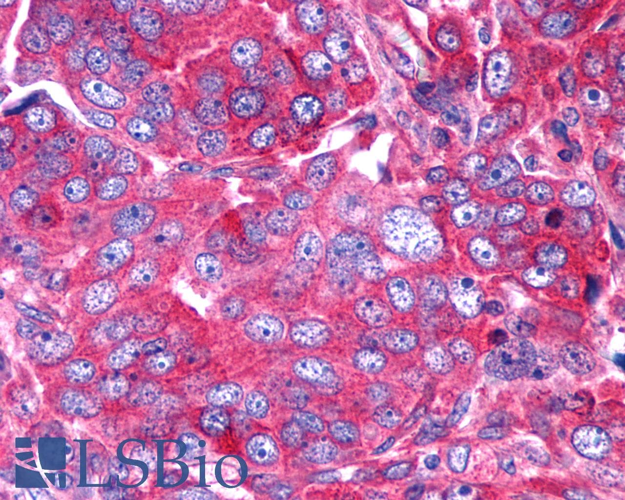 PathPlus™ P2RY6 / P2Y6 Antibody (C-Terminus)
