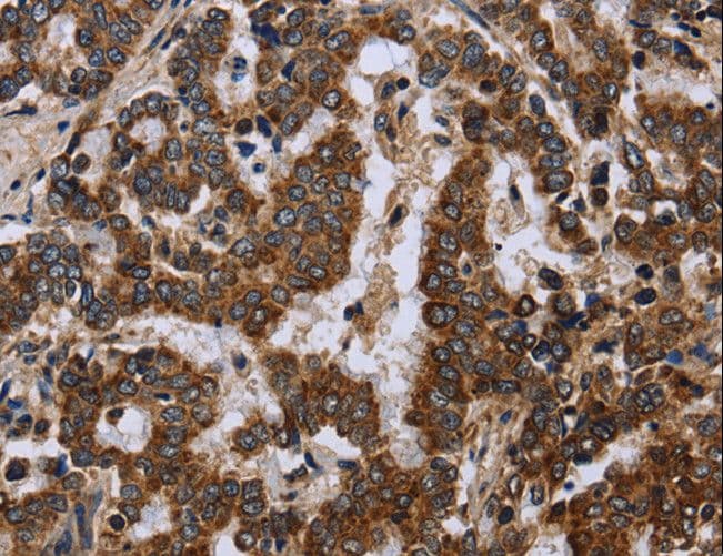 FIS1 Antibody