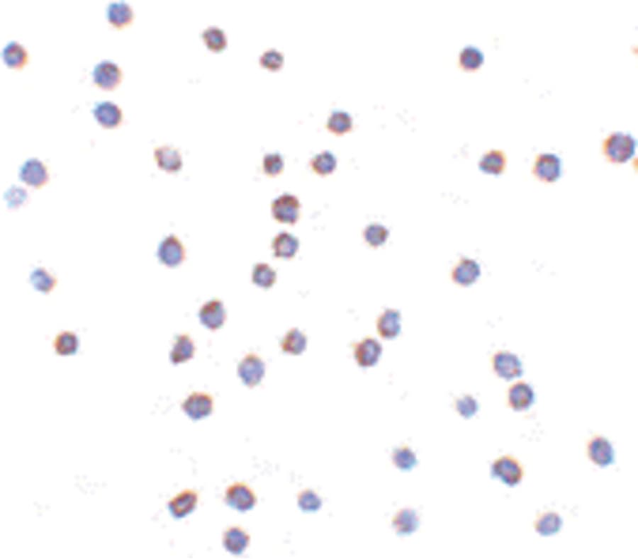 IHC-plus™ TLR6 Antibody