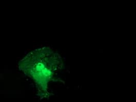 STAT5A Antibody (clone OTI3F9)