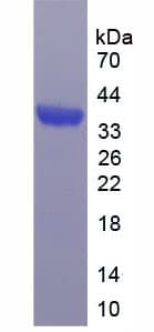 Human MCL1 / MCL 1 Protein (Recombinant His-T7)