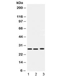 PSMA3 Antibody