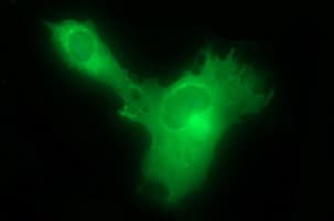 HSD17B4 Antibody (clone OTI4F9, Carrier-free)