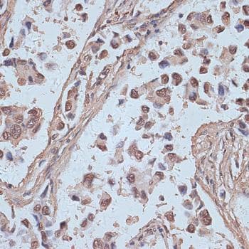 SNW1 / SKIP Antibody