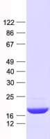 Human MRPL23 Protein (Recombinant His, N-Terminal)