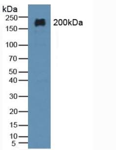 MAP2 Antibody (aa727-985, Cy3)