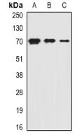 Polyclonal Rabbit anti-Human SLC20A2 / PIT2 Antibody (IF, WB)