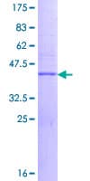 Human VPREB3 Protein (Recombinant GST)