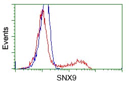 SNX9 / WISP Antibody (clone OTI2A6)