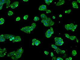 FRK Antibody (clone OTI5F3)