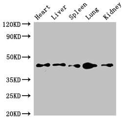CD209 / DC-SIGN Antibody